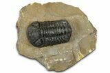 Phacopid (Morocops) Trilobite - Foum Zguid, Morocco #372431-2